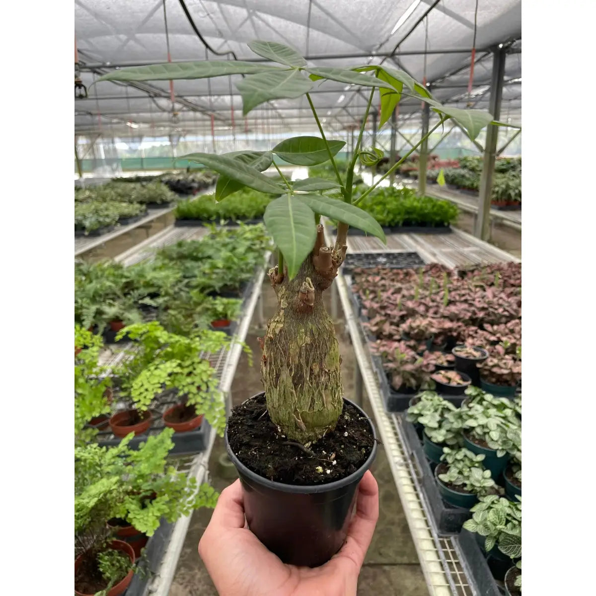 Money Tree Plant - ’Guiana Chestnut’ Pachira Stump - House Plant Shop