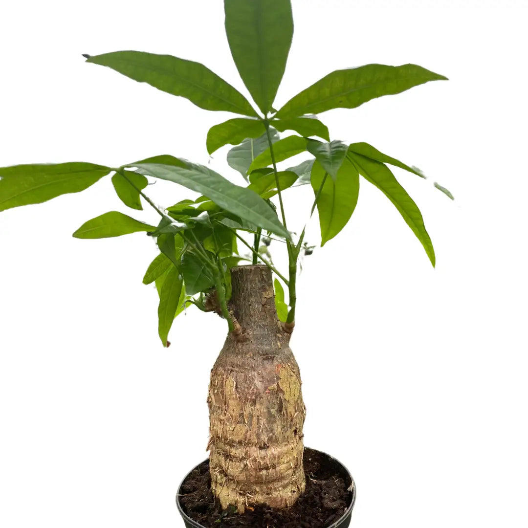 Money Tree Plant - ’Guiana Chestnut’ Pachira Stump - 4’’ Pot - House Plant Shop