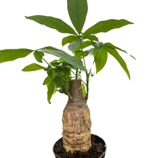 Money Tree Plant - ’Guiana Chestnut’ Pachira Stump - 4’’ Pot - House Plant Shop