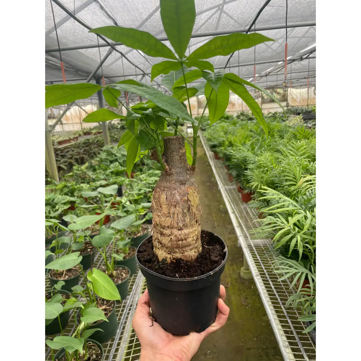 Money Tree Plant - ’Guiana Chestnut’ Pachira Stump - House Plant Shop