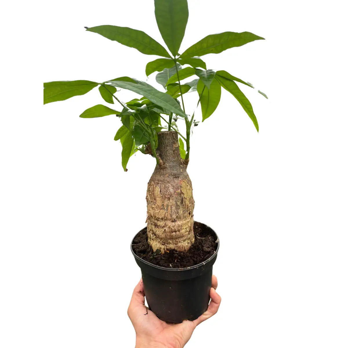 Money Tree Plant - ’Guiana Chestnut’ Pachira Stump - House Plant Shop