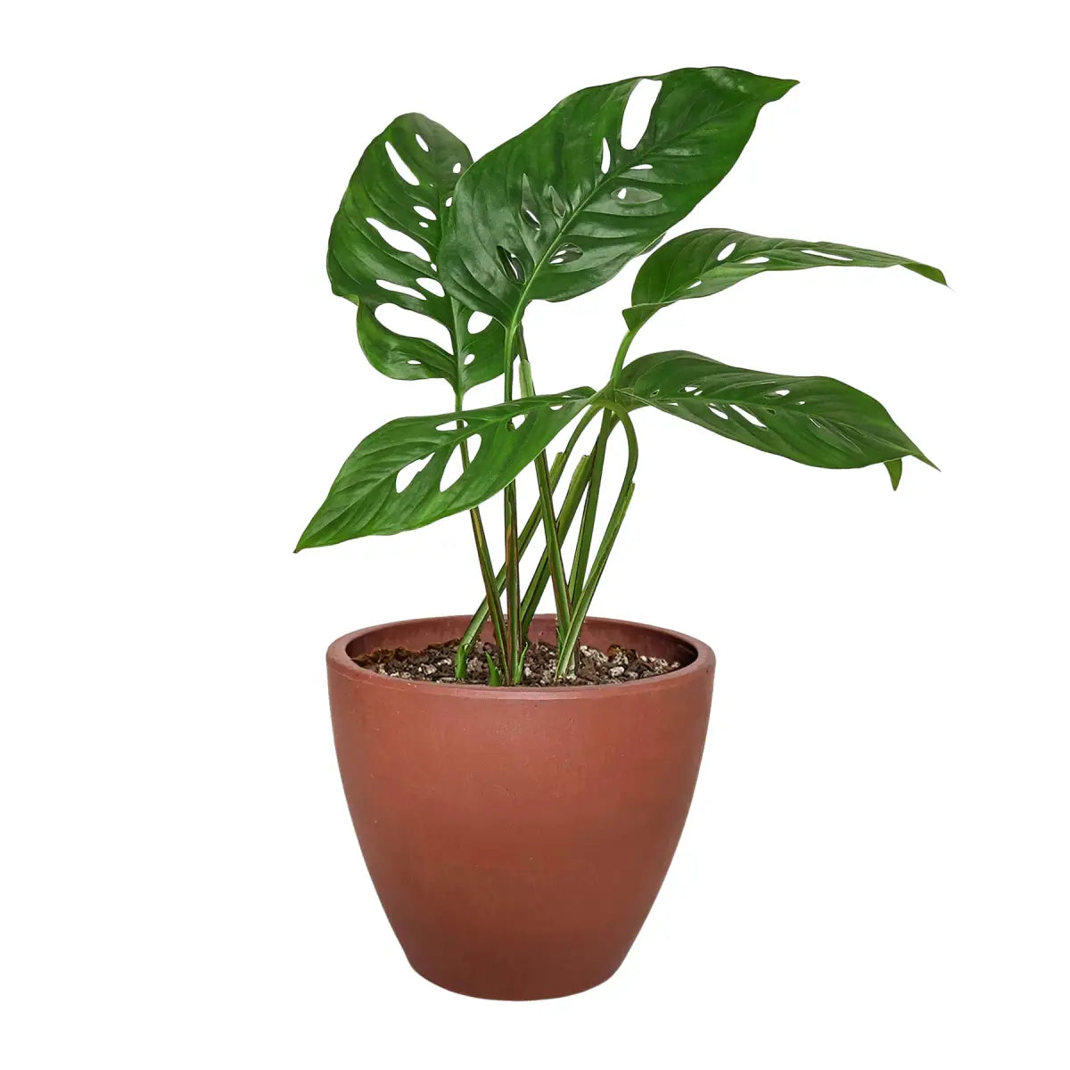 Monstera Adansonii Swiss Cheese | Easy Care Vining Plant | House Plant Shop - House Plant Shop