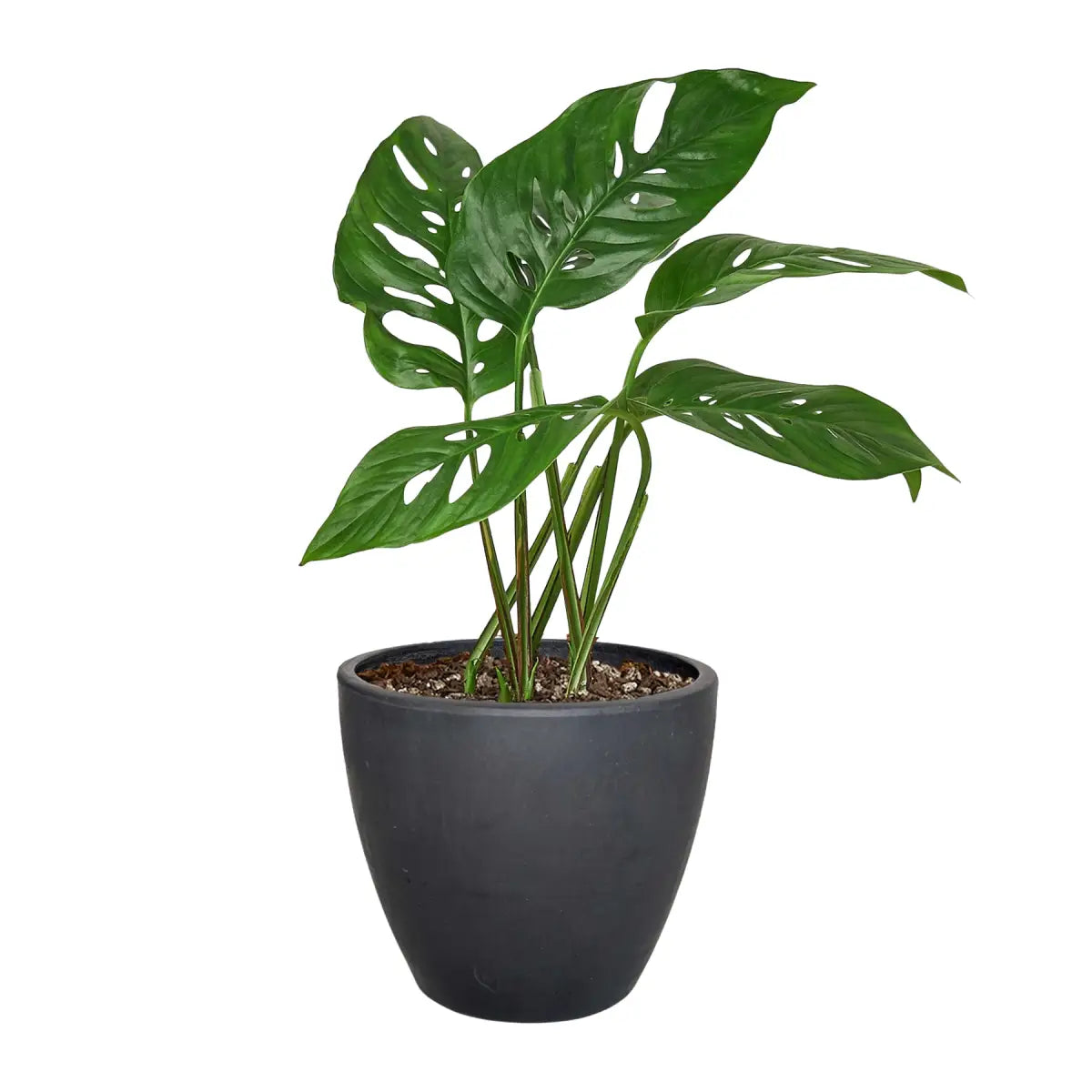 Monstera Adansonii Swiss Cheese | Easy Care Vining Plant | House Plant Shop - House Plant Shop