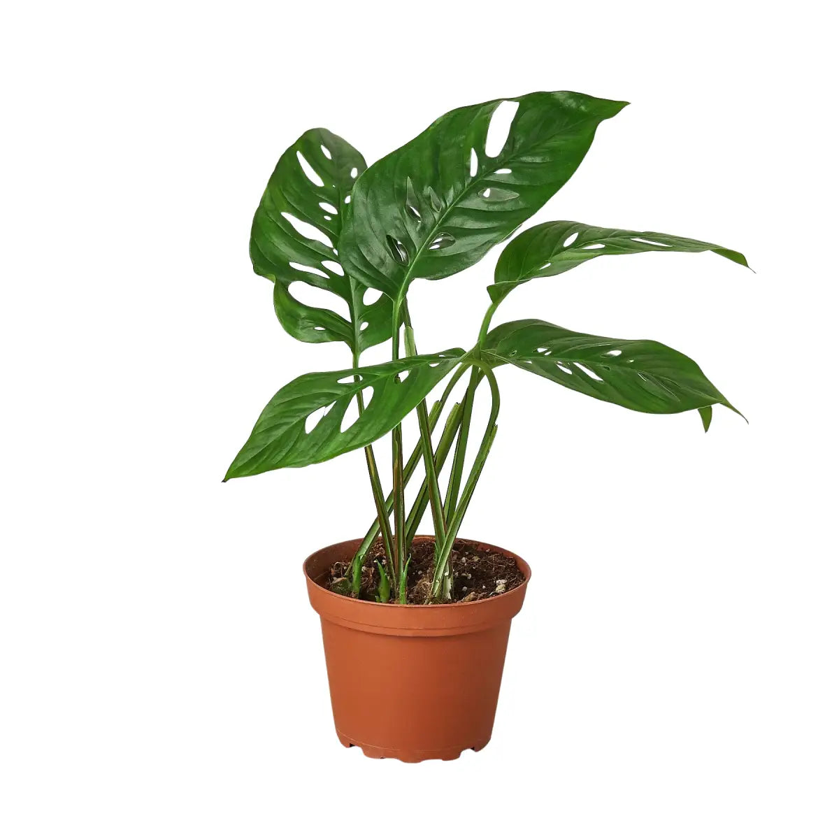 Monstera Adansonii Swiss Cheese | Easy Care Vining Plant | House Plant Shop - House Plant Shop