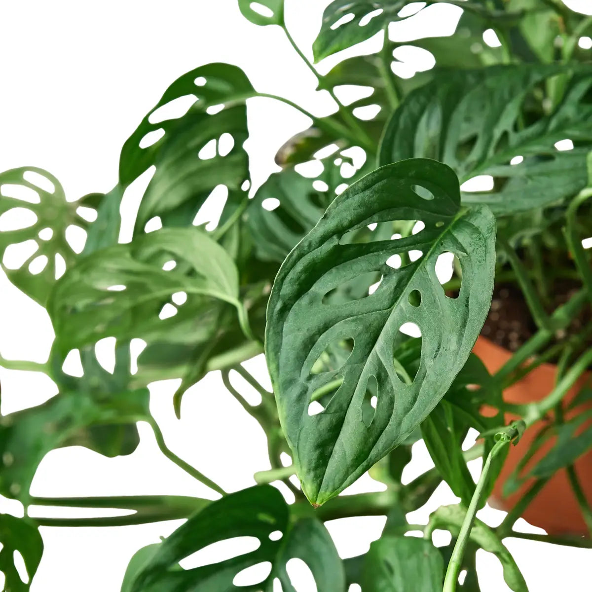 Monstera Adansonii Swiss Cheese | Easy Care Vining Plant | House Plant Shop - House Plant Shop