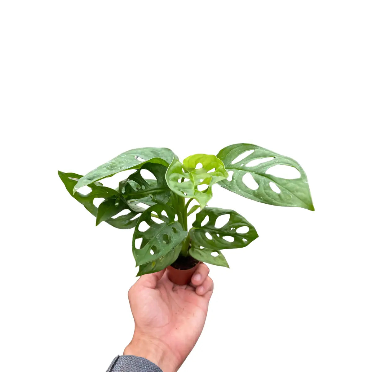 Monstera Adansonii Swiss Cheese | Easy Care Vining Plant | House Plant Shop - House Plant Shop