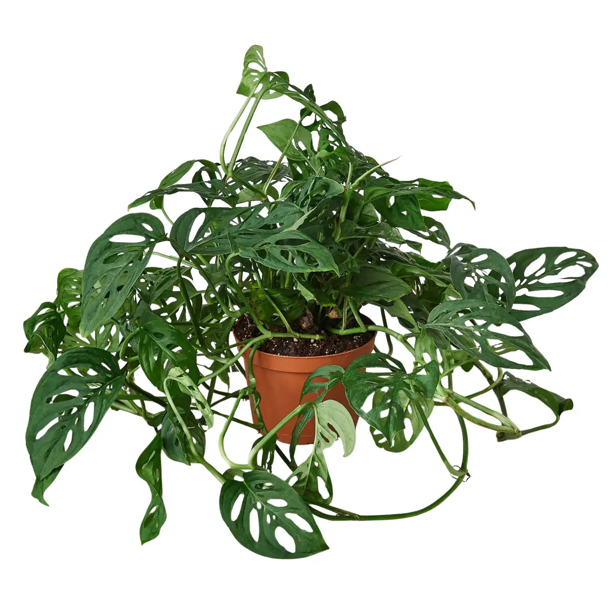 Monstera Adansonii Swiss Cheese | Easy Care Vining Plant | House Plant Shop - House Plant Shop