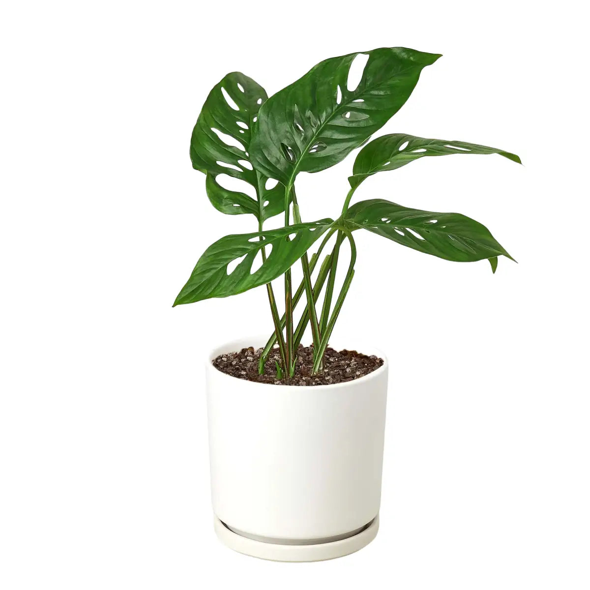 Monstera Adansonii Swiss Cheese | Easy Care Vining Plant | House Plant Shop - House Plant Shop