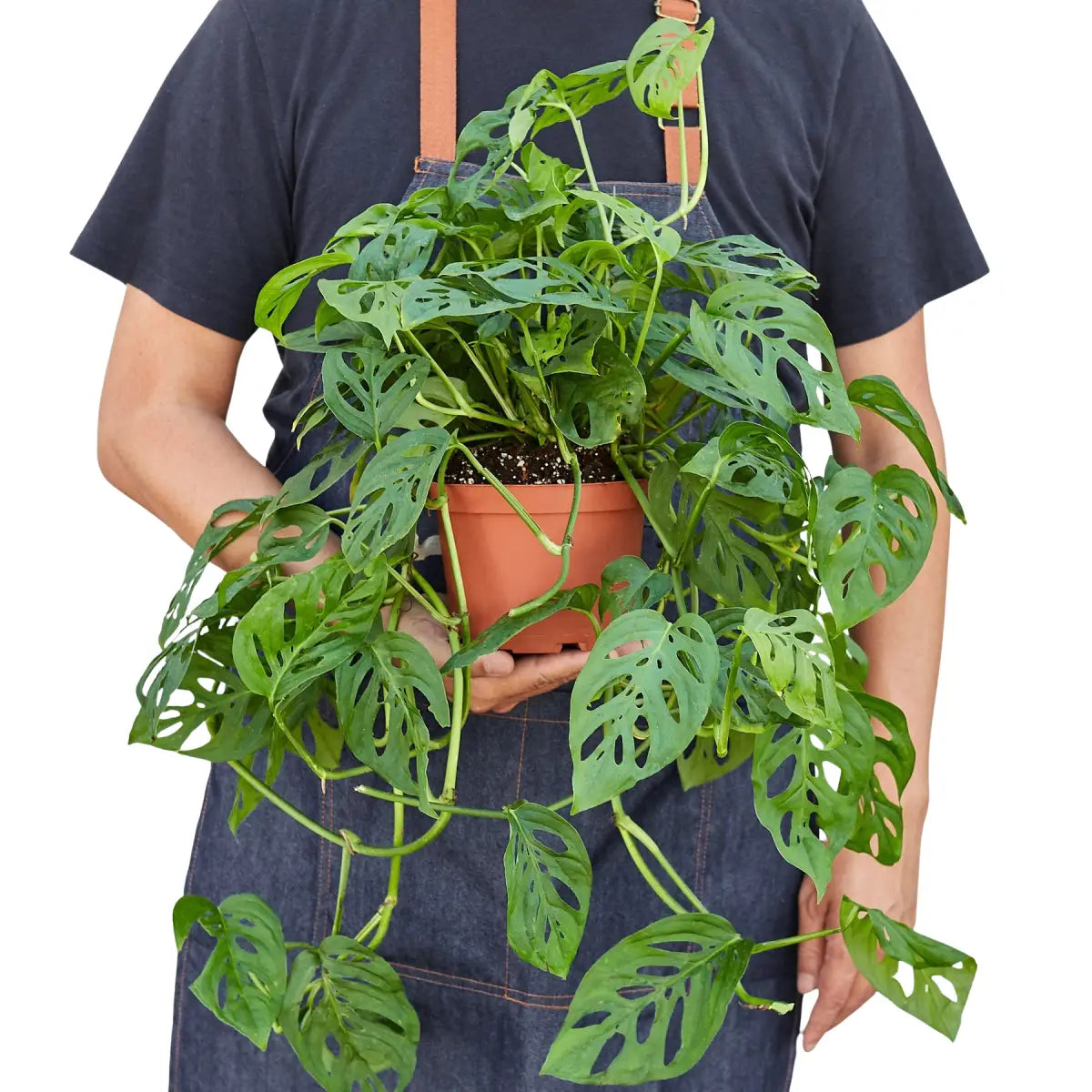 Monstera Adansonii Swiss Cheese | Easy Care Vining Plant | House Plant Shop - House Plant Shop