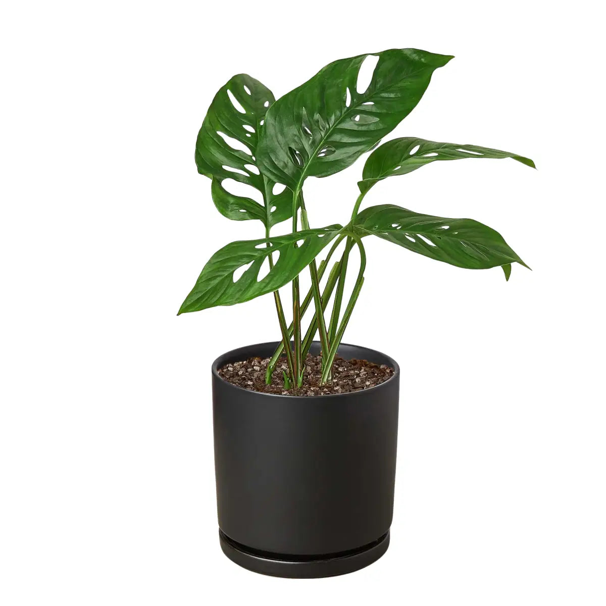 Monstera Adansonii Swiss Cheese | Easy Care Vining Plant | House Plant Shop - House Plant Shop