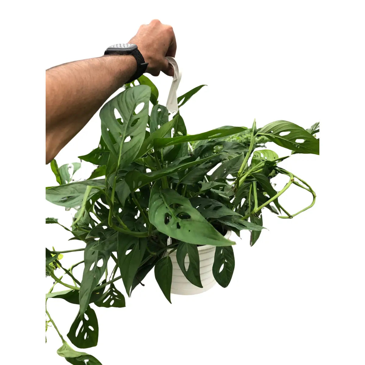 Monstera Adansonii Swiss Cheese | Easy Care Vining Plant | House Plant Shop - House Plant Shop