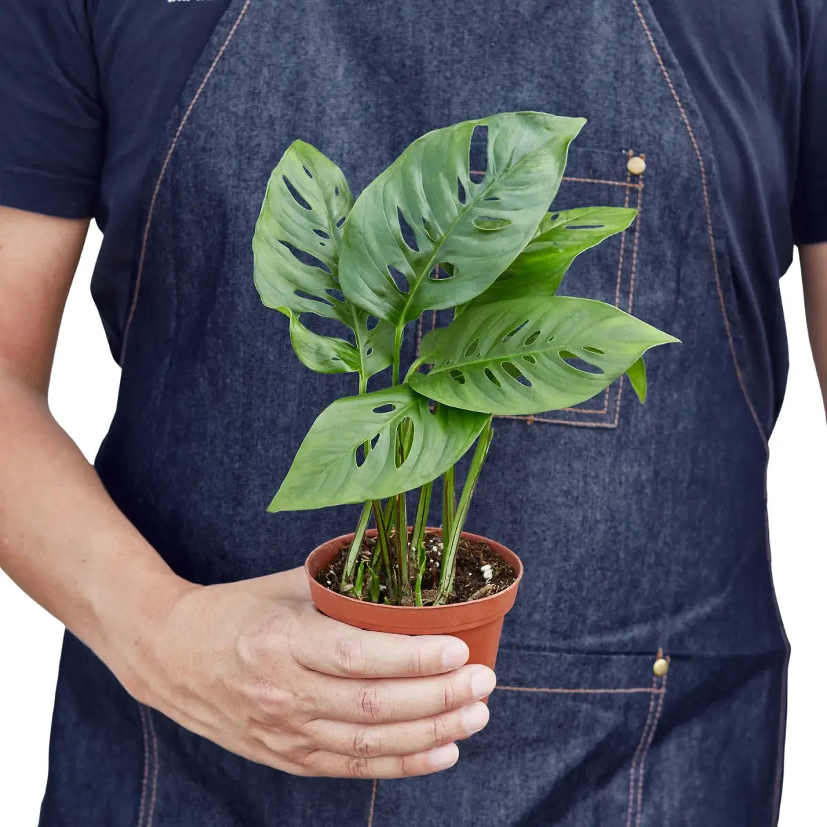 Monstera Adansonii Swiss Cheese | Easy Care Vining Plant | House Plant Shop - House Plant Shop