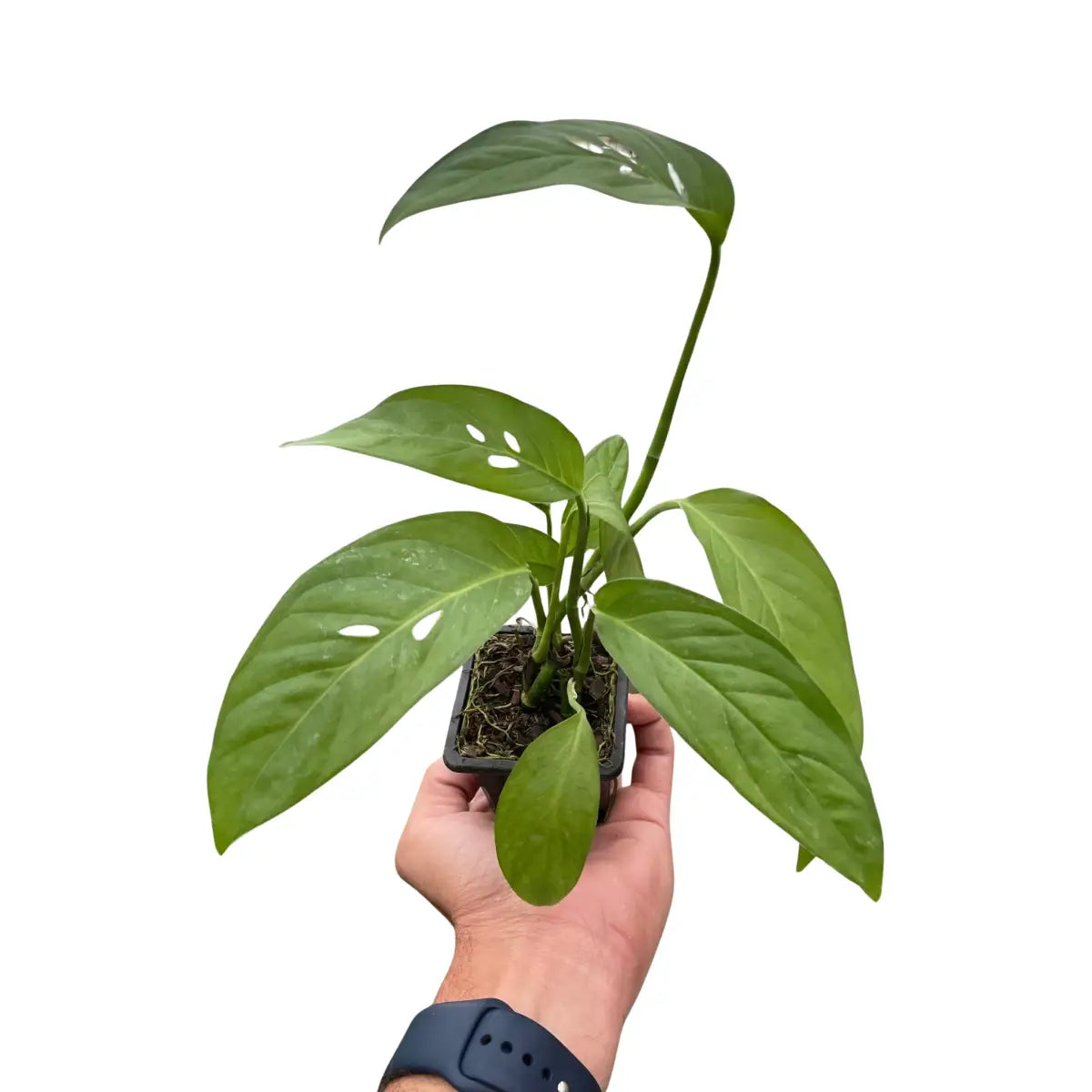 Monstera Adansonii Swiss Cheese | Easy Care Vining Plant | House Plant Shop - House Plant Shop