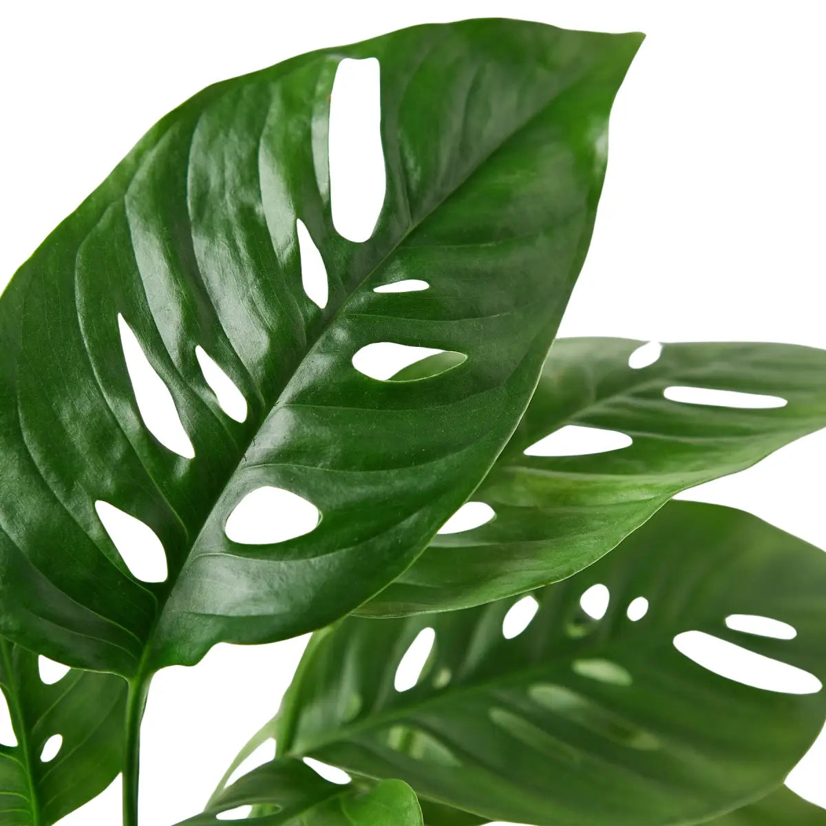 Monstera Adansonii Swiss Cheese | Easy Care Vining Plant | House Plant Shop - House Plant Shop