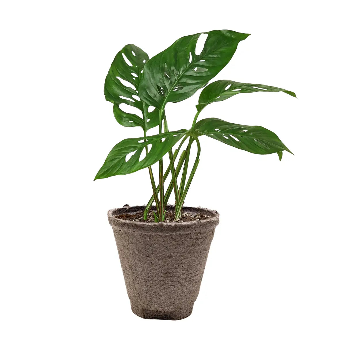 Monstera Adansonii Swiss Cheese | Easy Care Vining Plant | House Plant Shop - House Plant Shop
