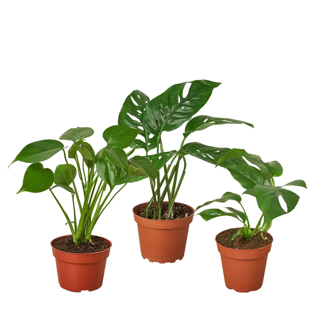 Monstera Bundle - House Plant Shop