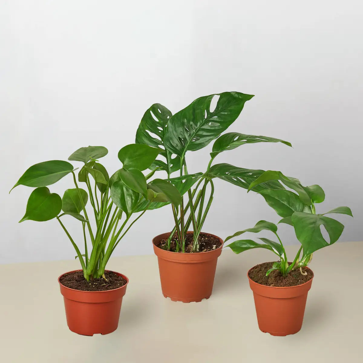 Monstera Bundle - House Plant Shop