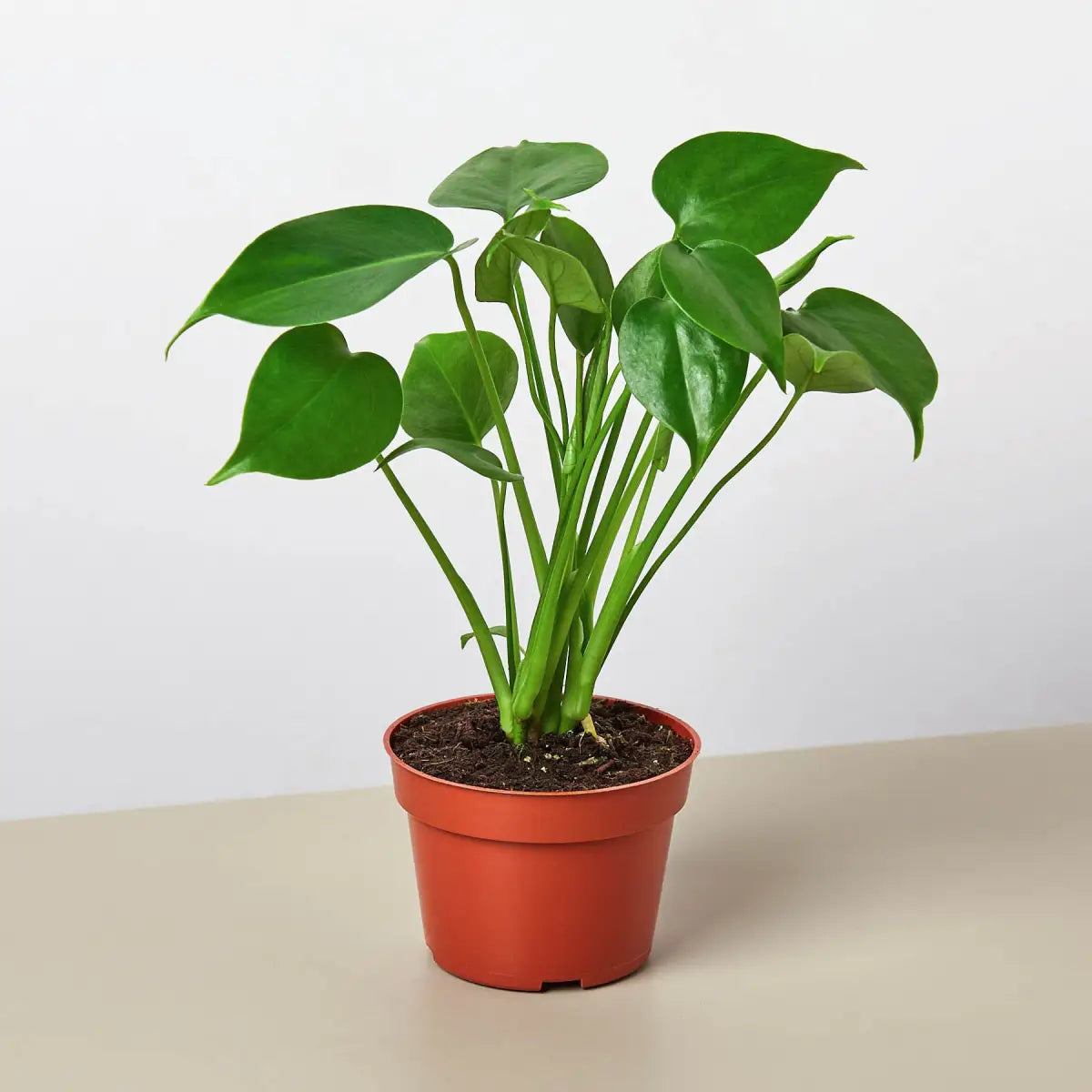 Monstera Bundle - House Plant Shop