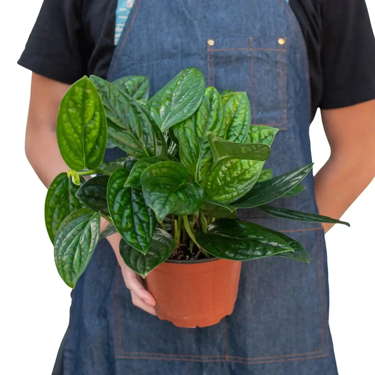 Monstera Plant - ’Peru’ - House Plant Shop