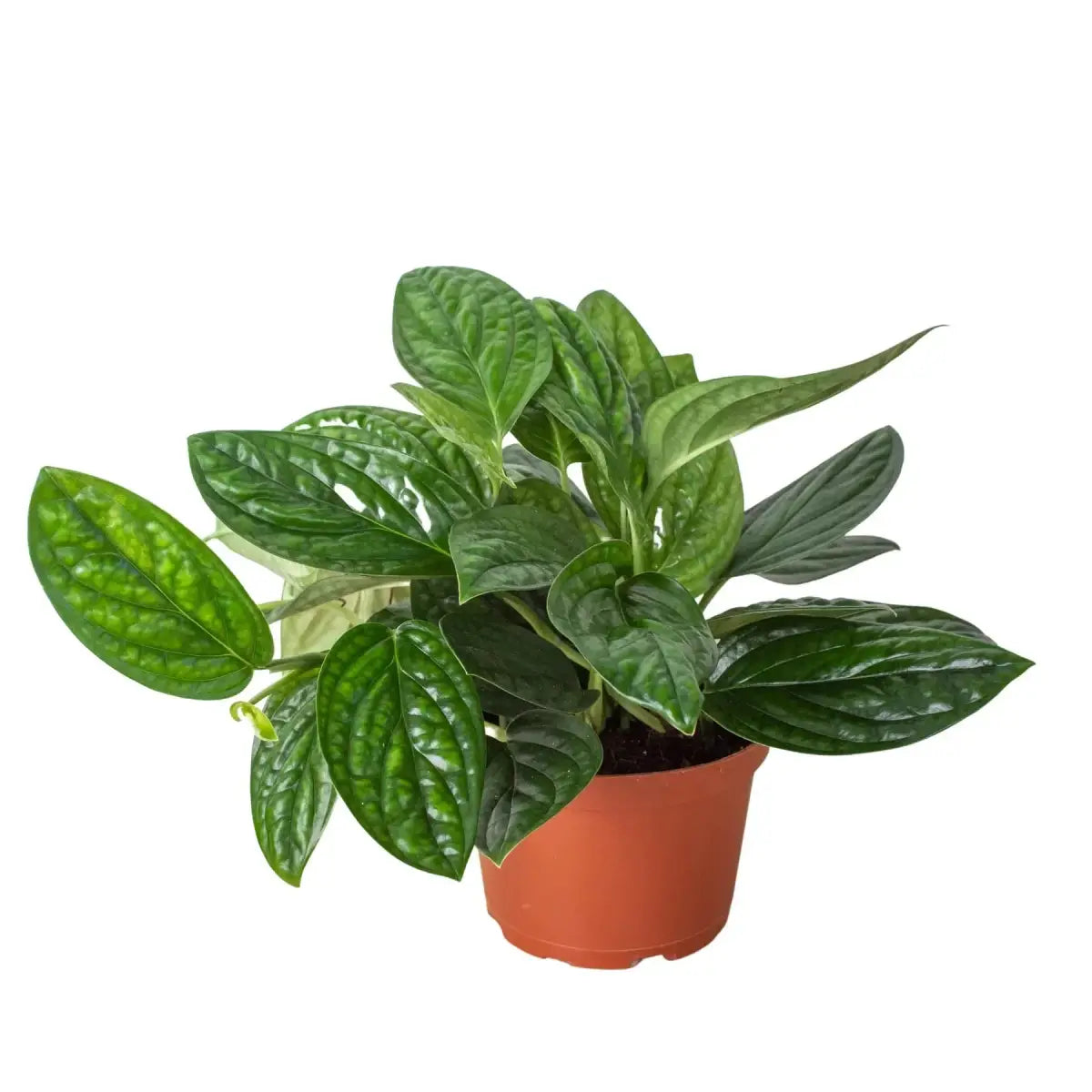 Monstera Plant - ’Peru’ - House Plant Shop