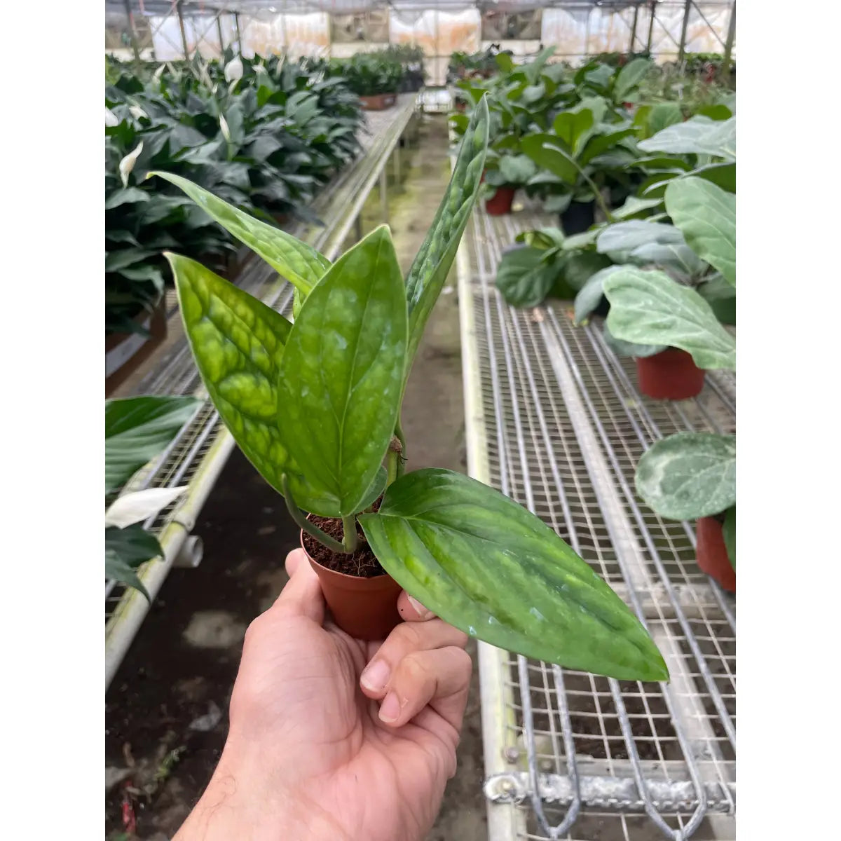 Monstera Plant - ’Peru’ - House Plant Shop