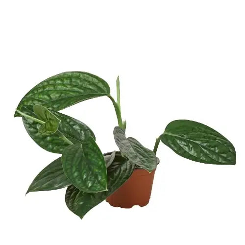 Monstera Plant - ’Peru’ - House Plant Shop