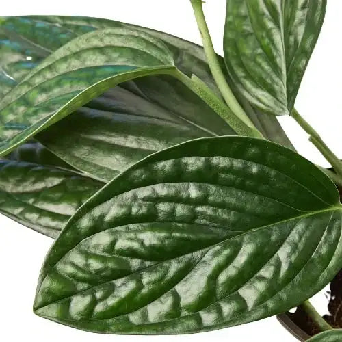 Monstera Plant - ’Peru’ - House Plant Shop