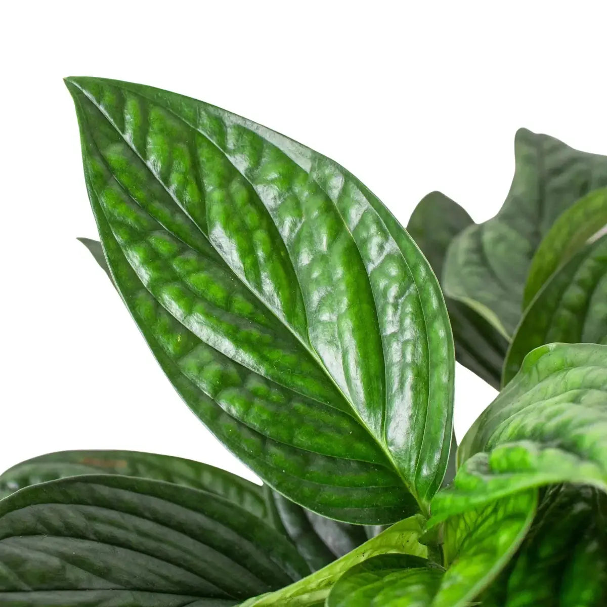 Monstera Plant - ’Peru’ - 2’’ Pot - House Plant Shop