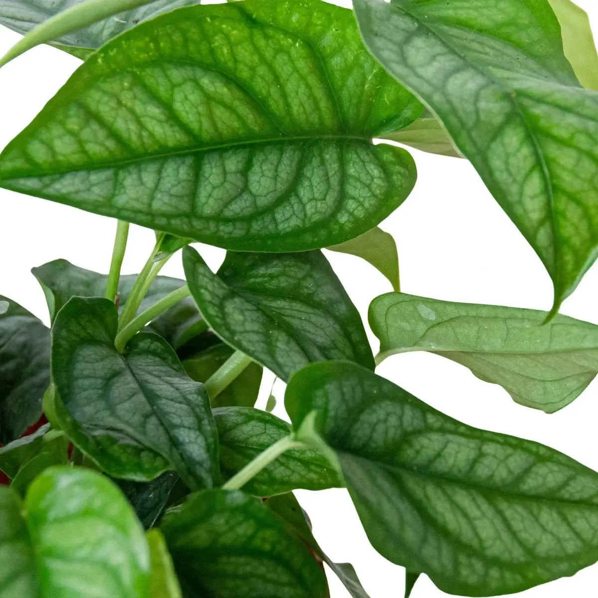 Monstera ’Siltepecana’ - House Plant Shop