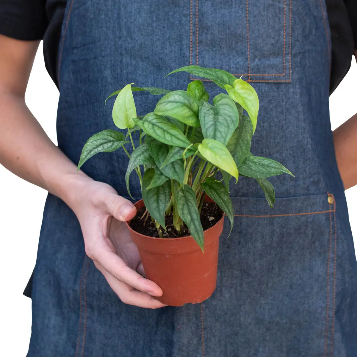 Monstera ’Siltepecana’ - House Plant Shop