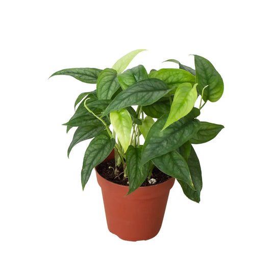 Monstera ’Siltepecana’ - House Plant Shop