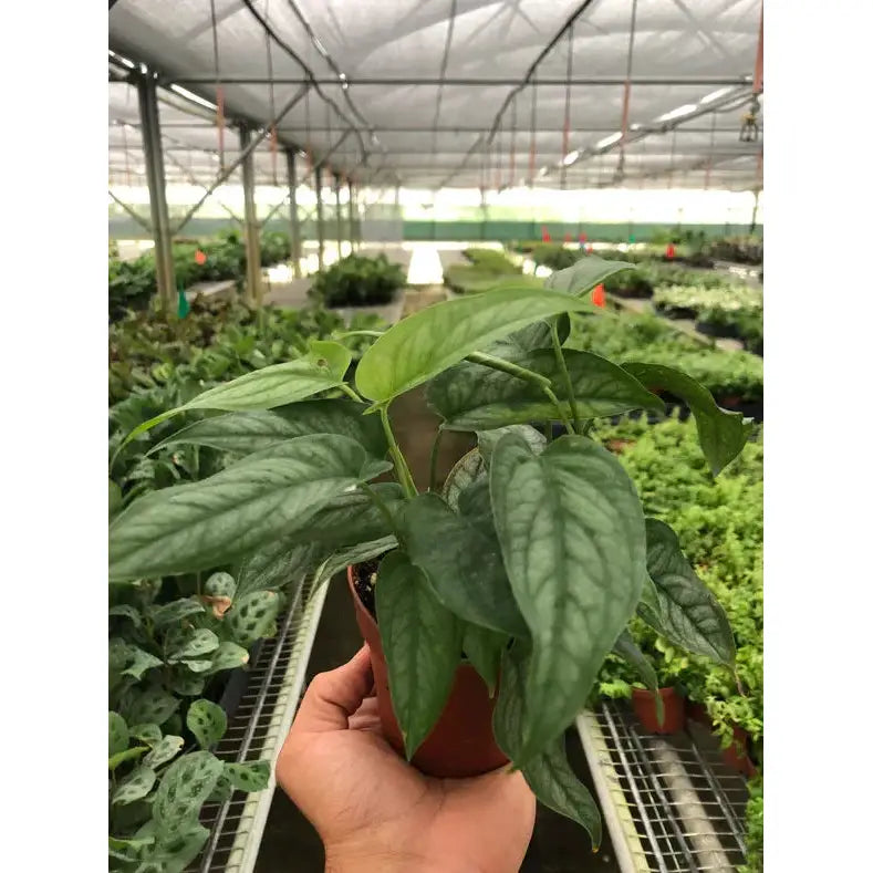 Monstera ’Siltepecana’ - House Plant Shop