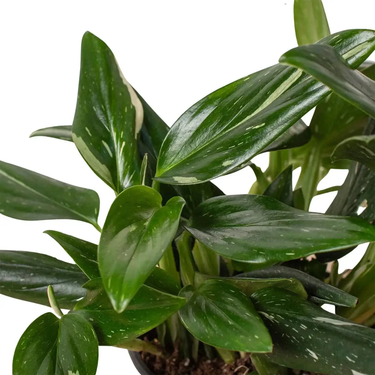 Monstera Plant - ’Standeleyana Albo Variegated’ - 4’’ Pot - House Plant Shop