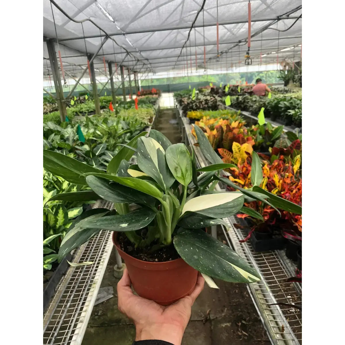 Monstera Plant - ’Standeleyana Albo Variegated’ - House Plant Shop