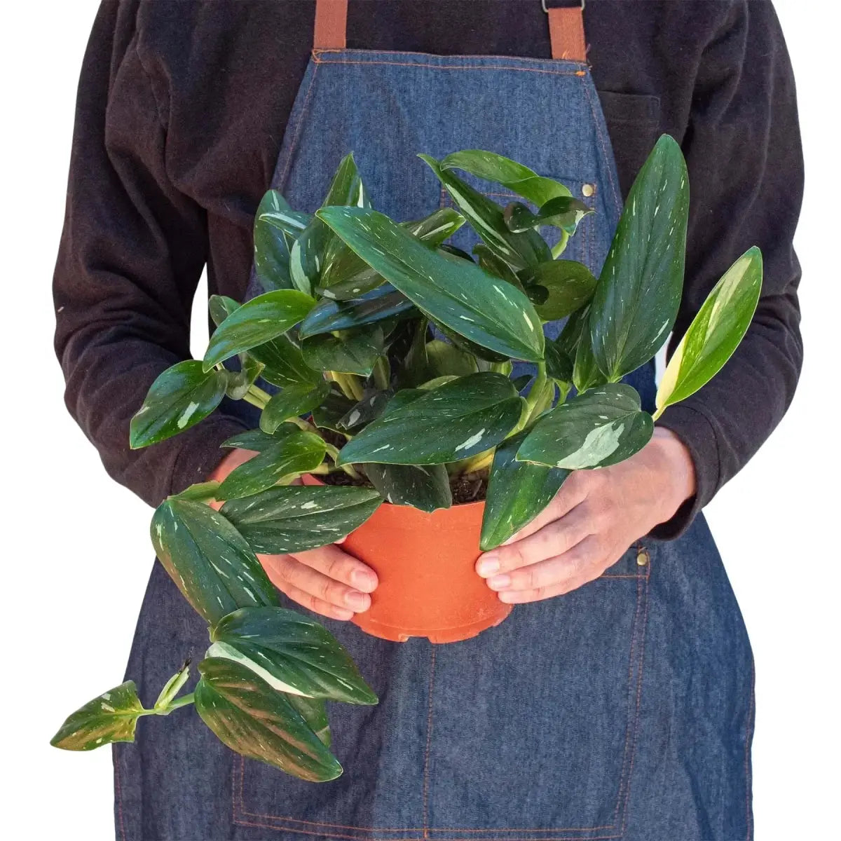 Monstera Plant - ’Standeleyana Albo Variegated’ - House Plant Shop