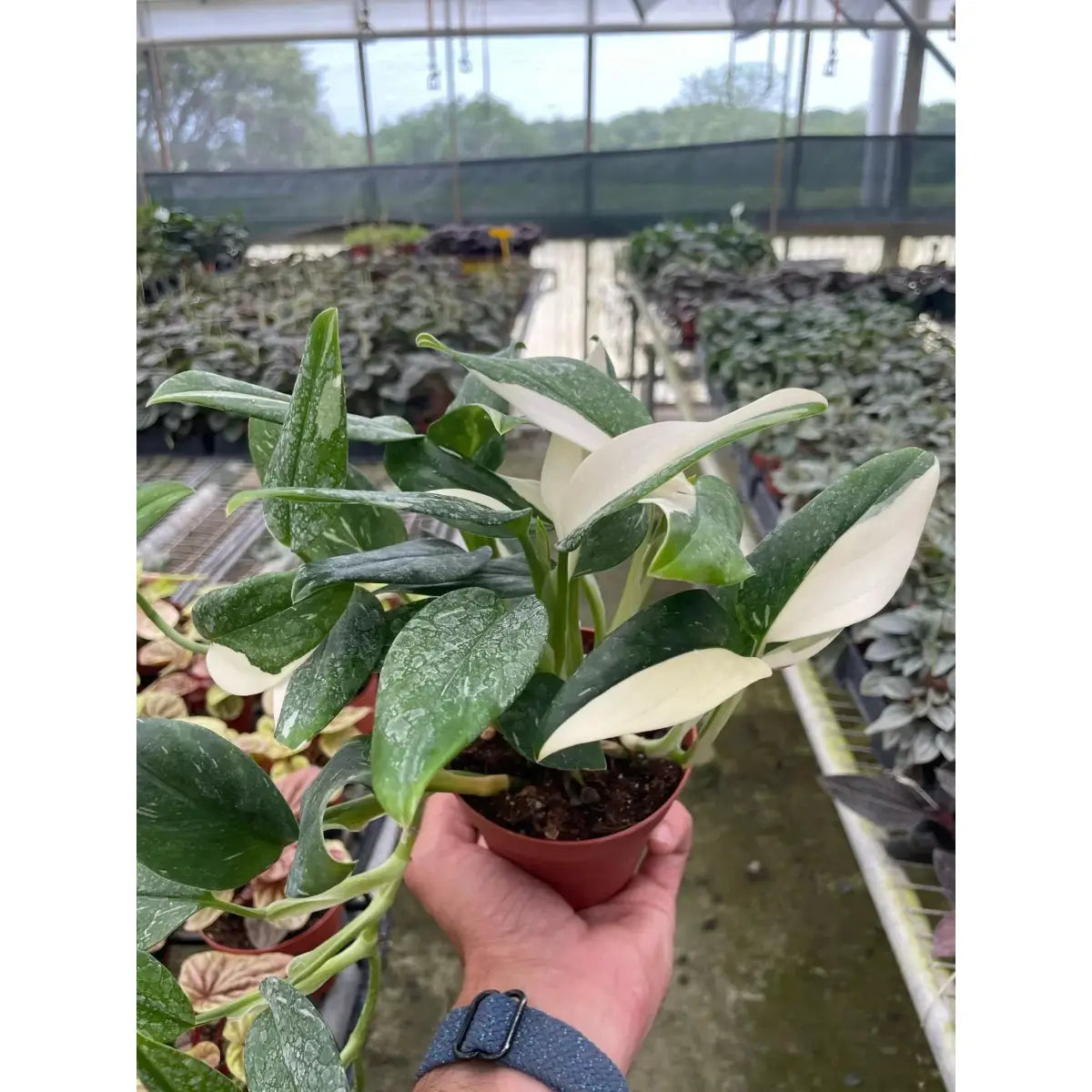 Monstera Plant - ’Standeleyana Albo Variegated’ - House Plant Shop