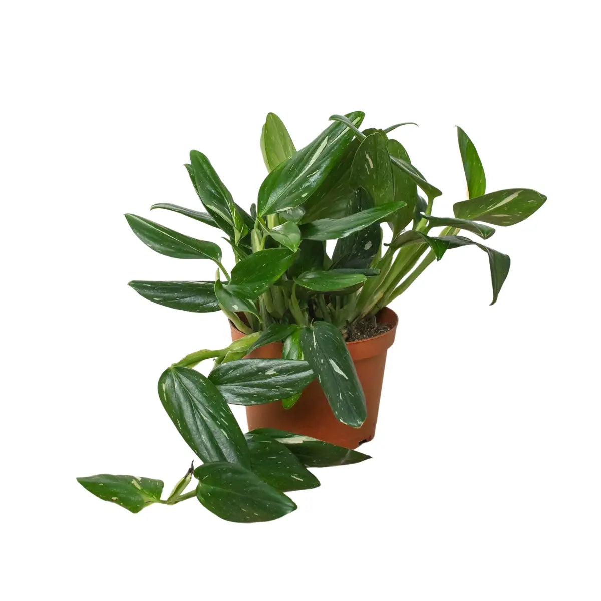 Monstera Plant - ’Standeleyana Albo Variegated’ - House Plant Shop