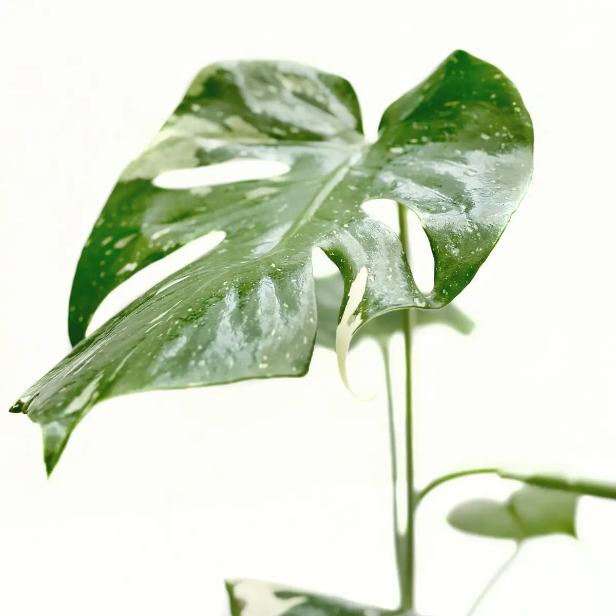 Monstera Plant - ’Thai Constellation’ - House Plant Shop