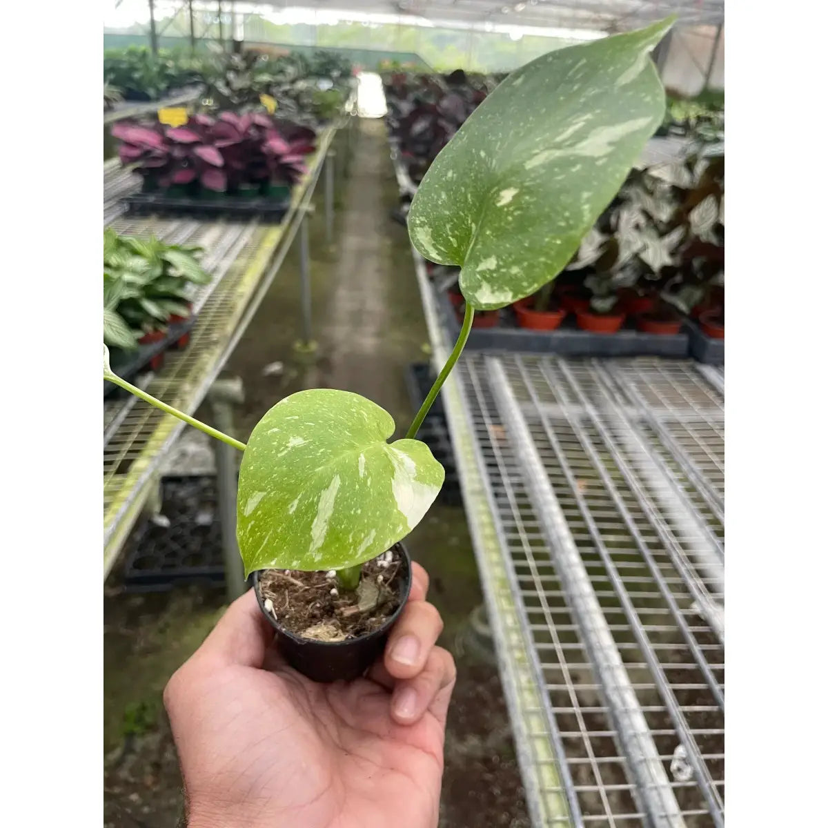Monstera Plant - ’Thai Constellation’ - House Plant Shop