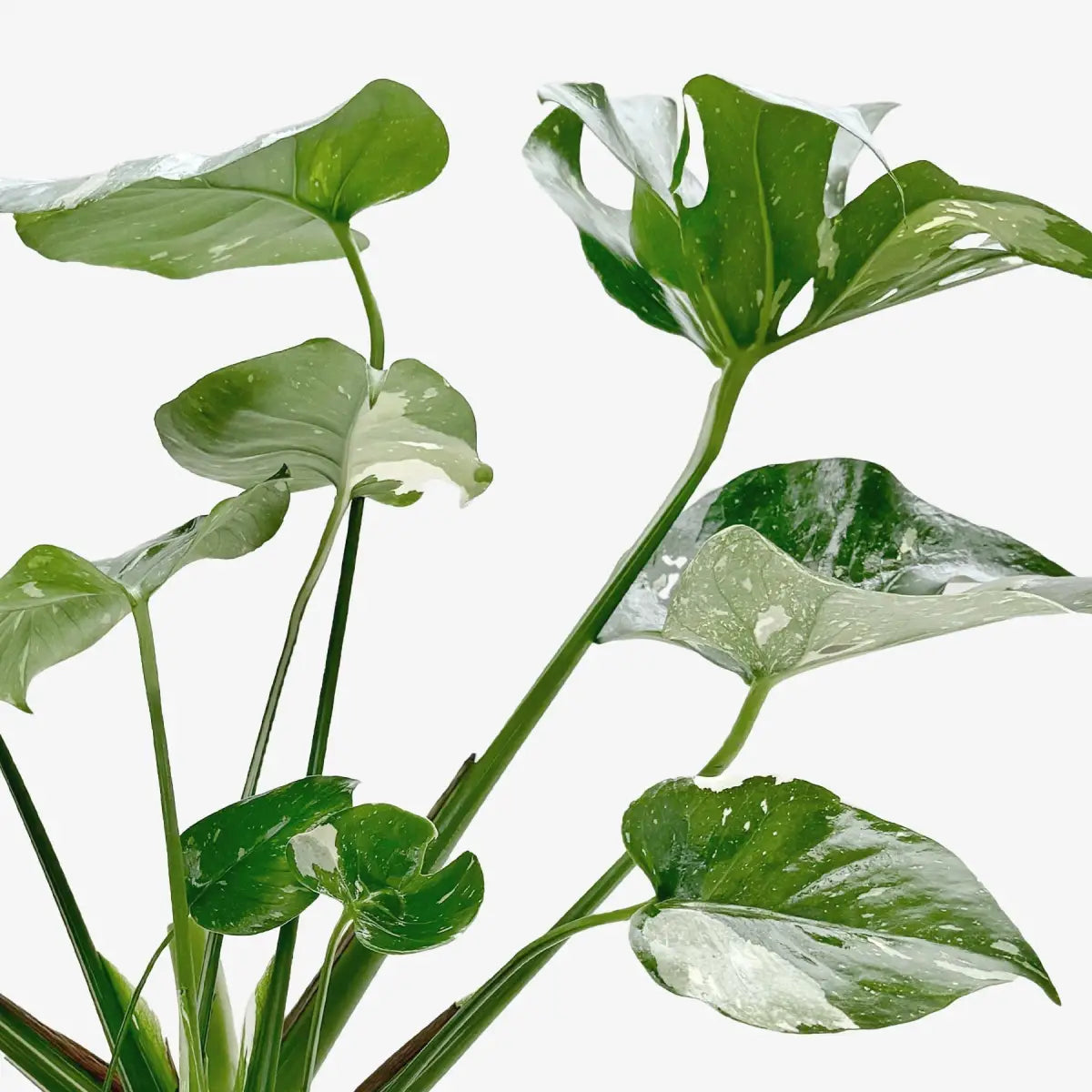 Monstera Plant - ’Thai Constellation’ - House Plant Shop