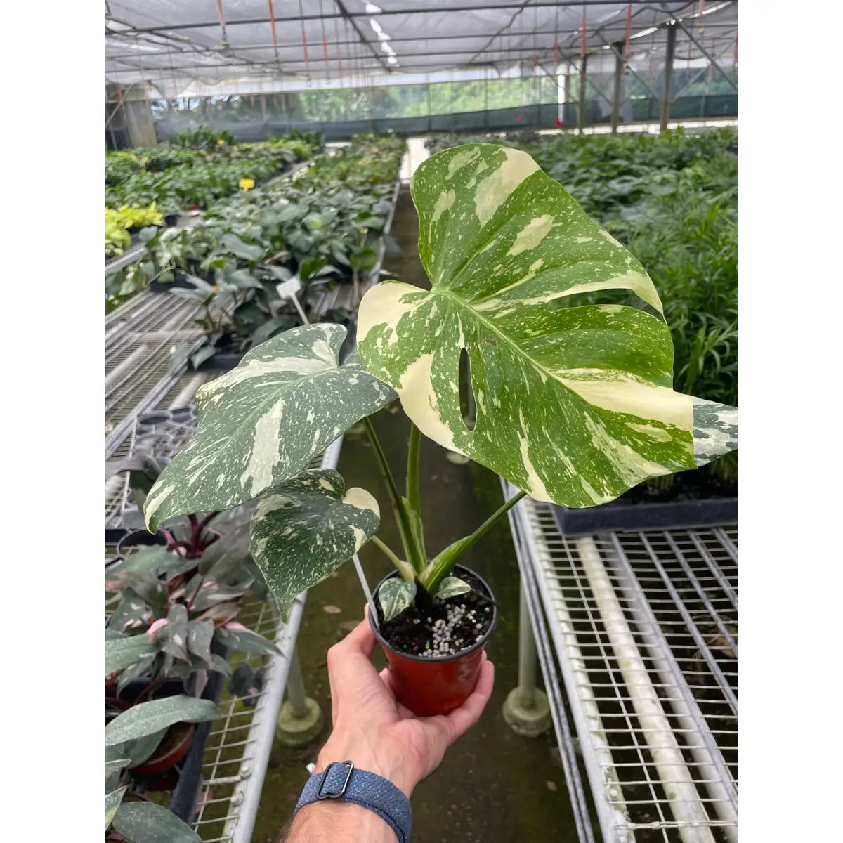 Monstera Plant - ’Thai Constellation’ - House Plant Shop