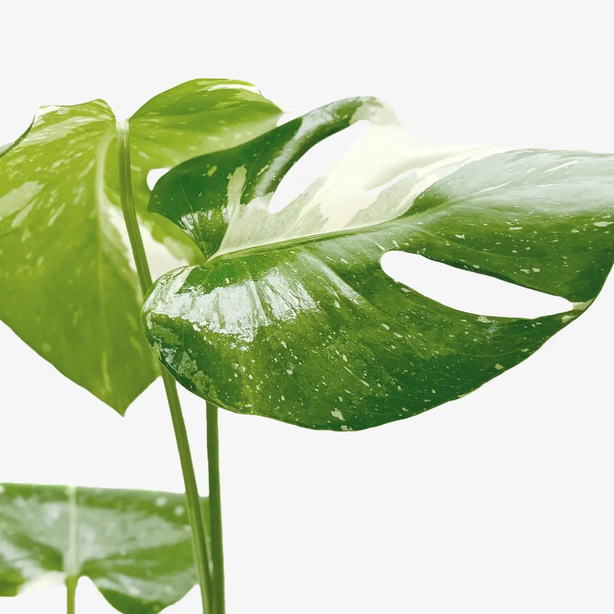 Monstera Plant - ’Thai Constellation’ - 2’’ Pot - House Plant Shop