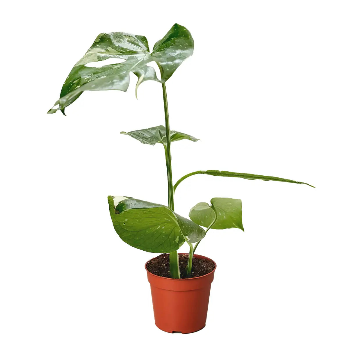 Monstera Plant - ’Thai Constellation’ - House Plant Shop