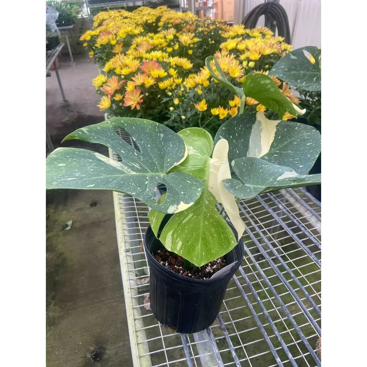 Monstera Plant - ’Thai Constellation’ - House Plant Shop