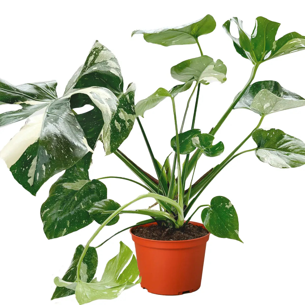 Monstera Plant - ’Thai Constellation’ - House Plant Shop