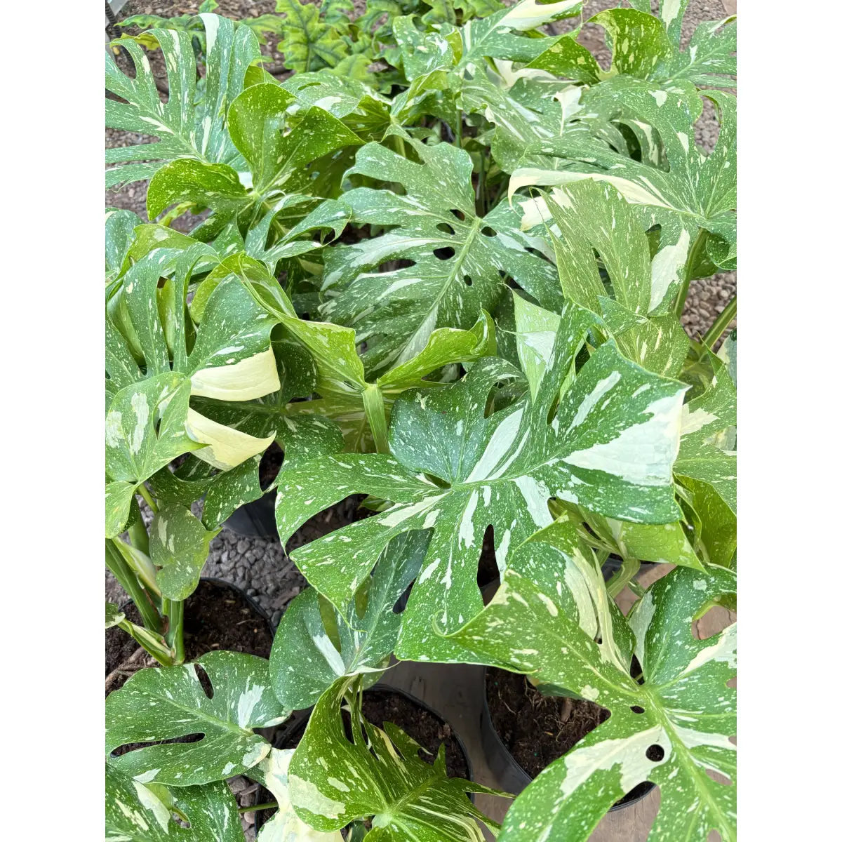 Monstera Plant - ’Thai Constellation’ - House Plant Shop