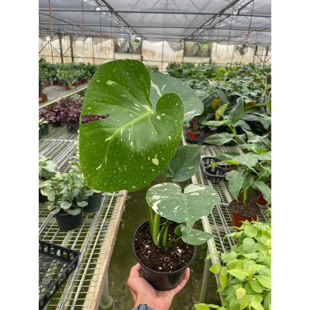 Monstera Plant - ’Thai Constellation’ - House Plant Shop