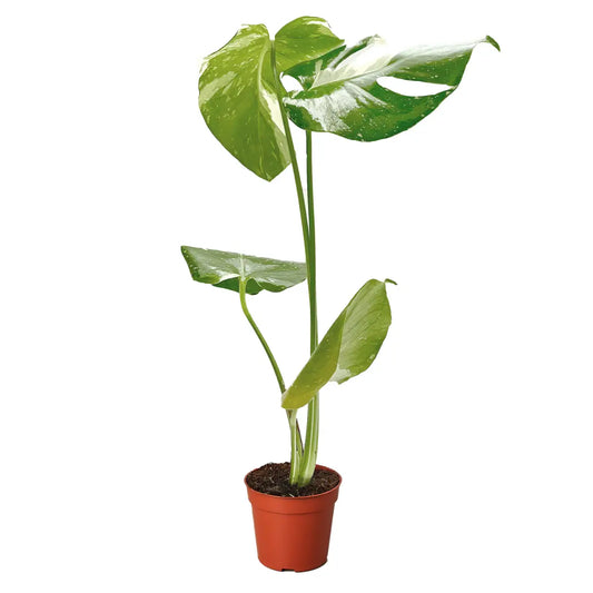 Monstera Plant - ’Thai Constellation’ - House Plant Shop