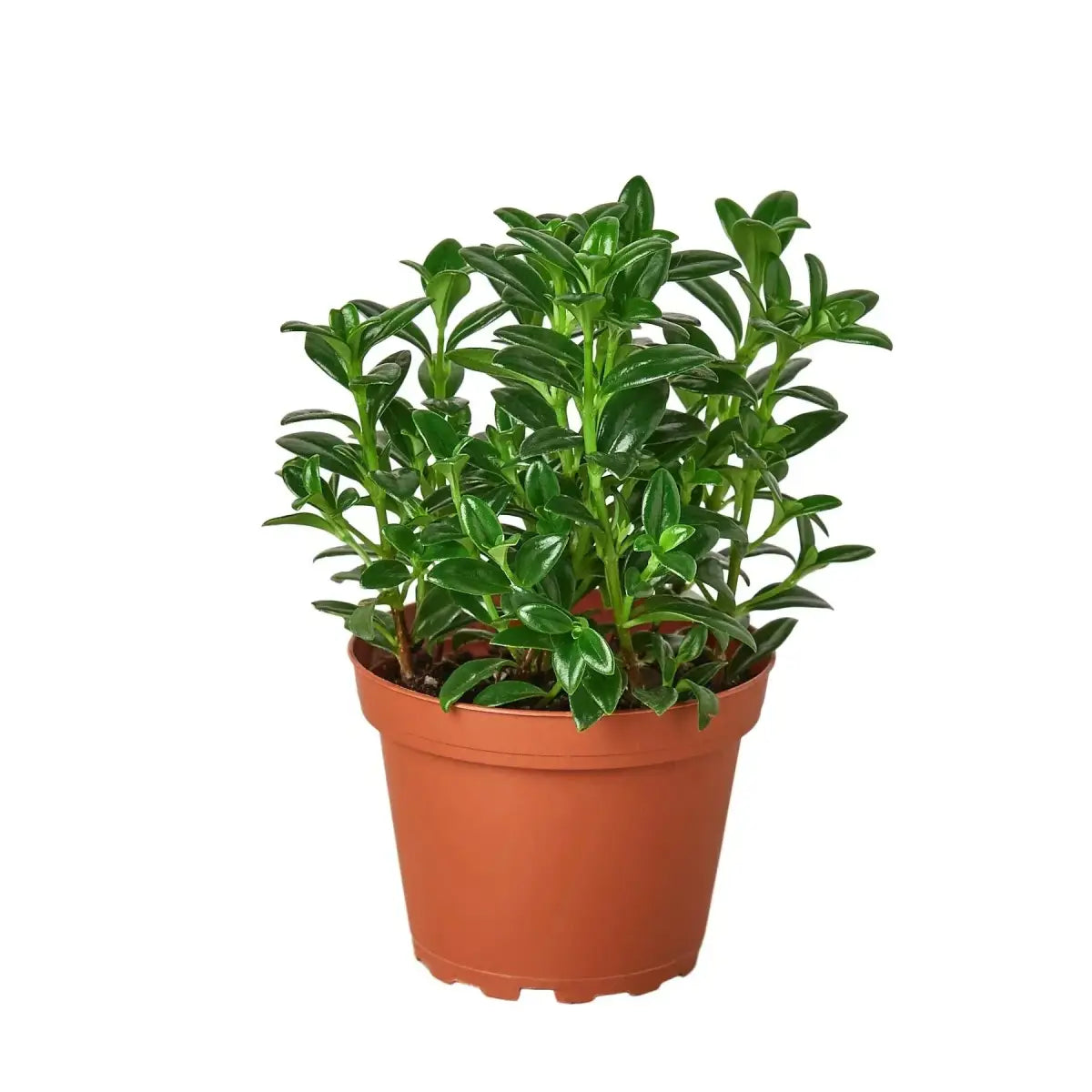 Candy Corn Plant - Nemetanthus ’Brazilian Firecracker’ - House Plant Shop