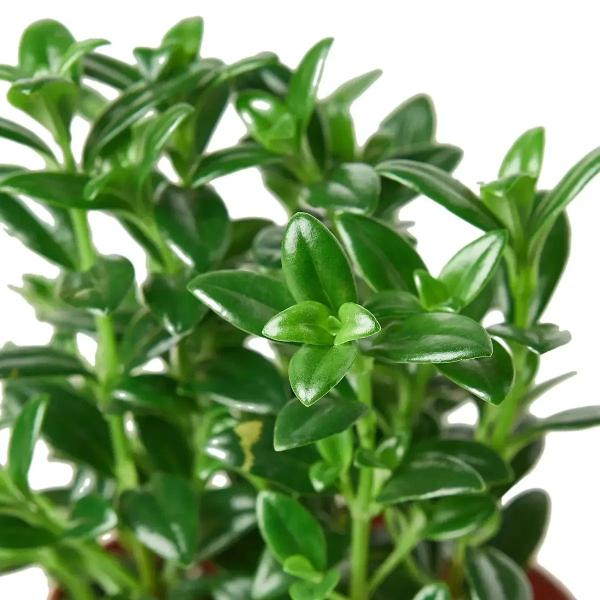 Candy Corn Plant - Nemetanthus ’Brazilian Firecracker’ - 4’’ Pot - House Plant Shop